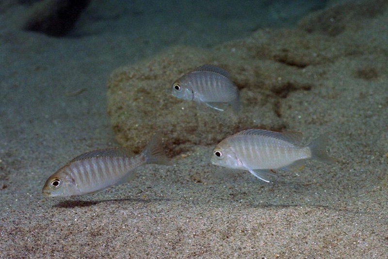 Lethrinops auritus 'Nkhata Bay'